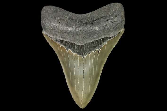 Serrated, Fossil Megalodon Tooth - Killer Tooth #142353